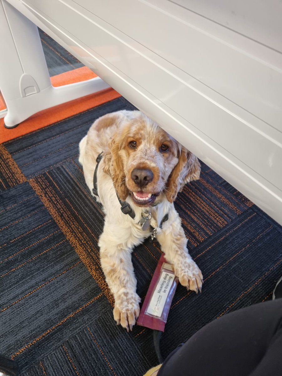 HearingDogs's tweet image. Brilliant Bilbo is off on his next adventure... the office 🐶
He got to practice his settle under desk as he was introduced to a new environment and took in all the new sounds and smells.
All in preparation for the day he might accompany his future deaf partner to work 🐕🦺