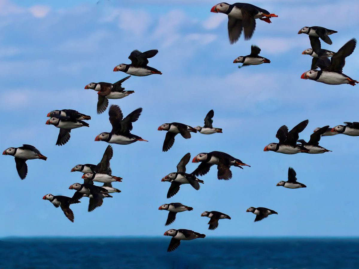 TomCadwallender's tweet image. North Atlantic bound? Northumbrian Puffins showing a bit of ‘Zugunruhe’ which is a German term meaning &quot;migratory restlessness.&quot; And one of my favourite words.