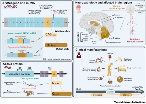 TrendsMolecMed's tweet image. ONLINE NOW: Spinocerebellar ataxia type 3: from pathogenesis to promising therapeutics dlvr.it/TM5GZN