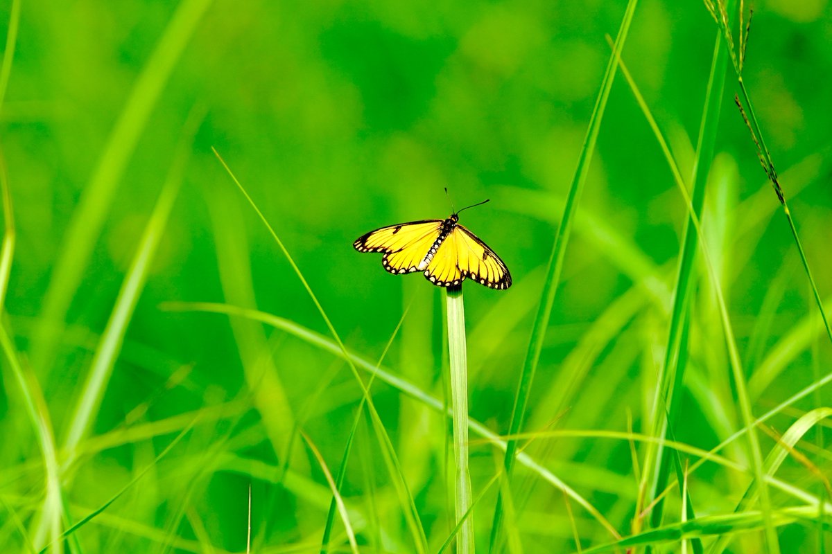 rneelmani's tweet image. What a nice contrast this is! I wish it were a micro photograph! @IndiAves #IndiAves #Photography #Butterfly