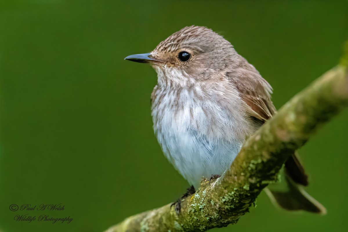 Paul Welsh (@paul_pwelsh97) on Twitter photo Spotted Flycatcher, North East, Teesside .
<a href="/teesbirds1/">teesbirds</a> <a href="/teeswildlife/">Tees Wildlife</a> <a href="/DurhamBirdClub/">Durham Bird Club</a>
<a href="/Natures_Voice/">RSPB</a> <a href="/NatureUK/">NatureUK</a> <a href="/WildlifeMag/">BBC Wildlife</a>
<a href="/BBCAutumnwatch/">springwatchtest</a> <a href="/UKNikon/">Nikon UK & Ireland</a> <a href="/NTBirdClub/">Northumberland & Tyneside Bird Club</a>
#birds #wildlifephotography #Nikon Spotted Flycatcher, North East, Teesside .
<a href="/teesbirds1/">teesbirds</a> <a href="/teeswildlife/">Tees Wildlife</a> <a href="/DurhamBirdClub/">Durham Bird Club</a>
<a href="/Natures_Voice/">RSPB</a> <a href="/NatureUK/">NatureUK</a> <a href="/WildlifeMag/">BBC Wildlife</a>
<a href="/BBCAutumnwatch/">springwatchtest</a> <a href="/UKNikon/">Nikon UK & Ireland</a> <a href="/NTBirdClub/">Northumberland & Tyneside Bird Club</a>
#birds #wildlifephotography #Nikon