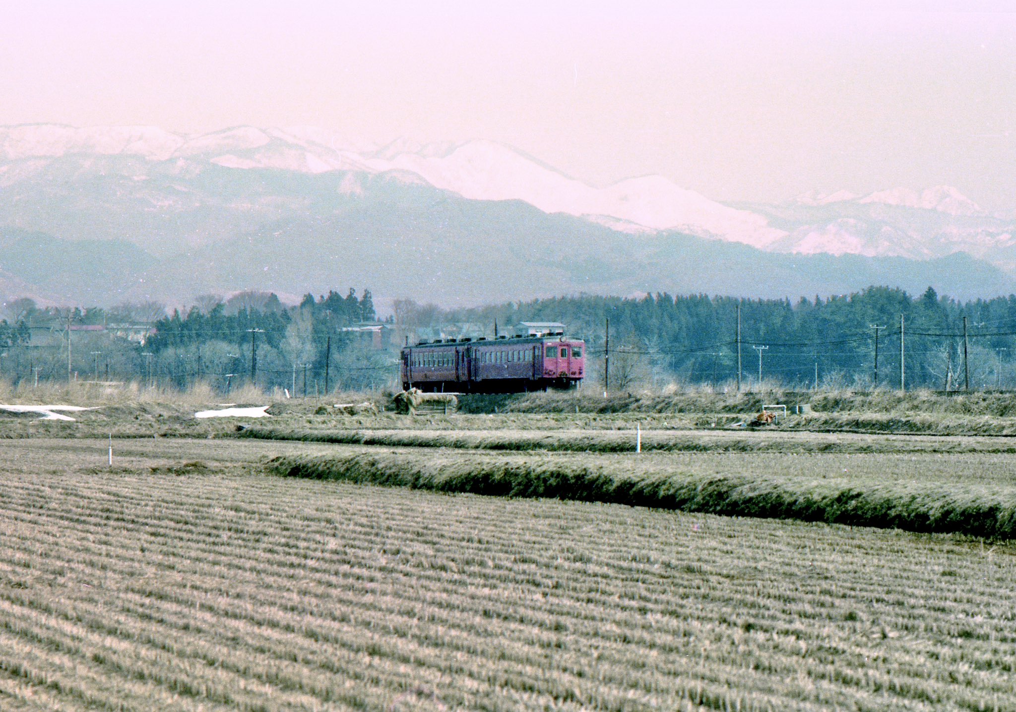 キバナ 北白樺 on X: 