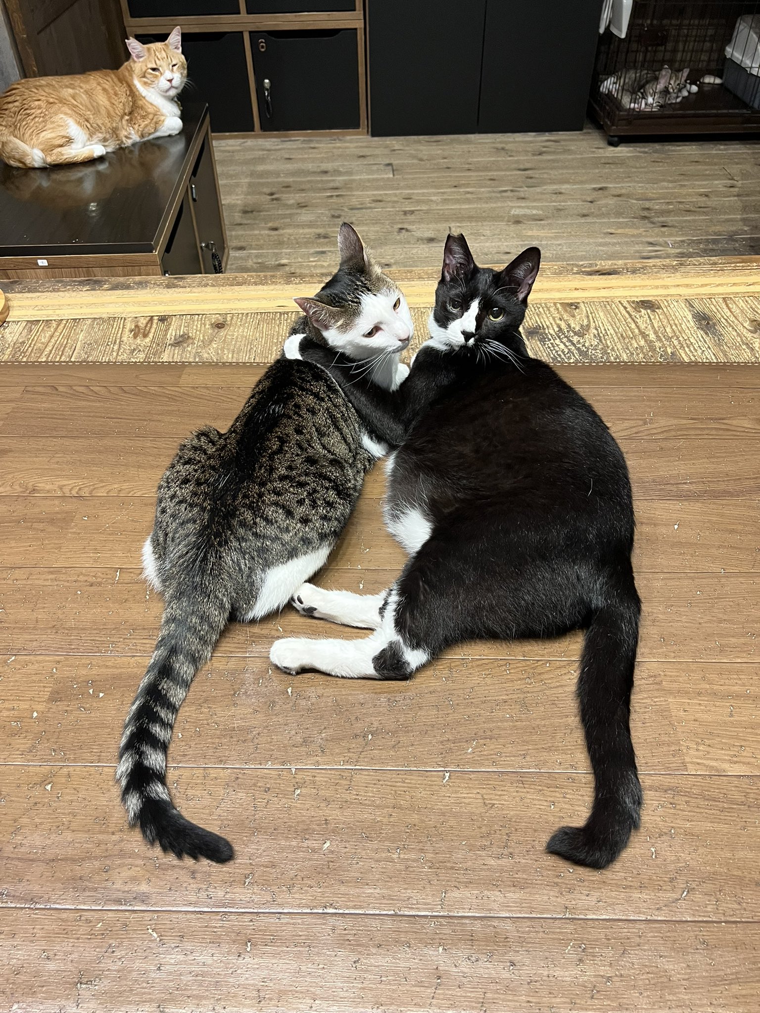 ナン屋のネコ 保護ねことVEGANのお店“neu。” on X: 