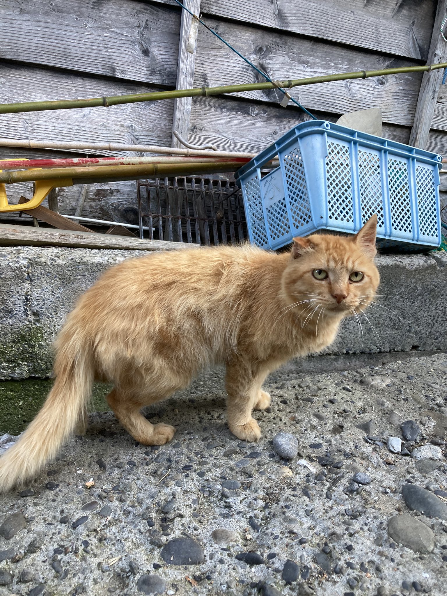猫田 クロネコ堂@田代島 on X: 