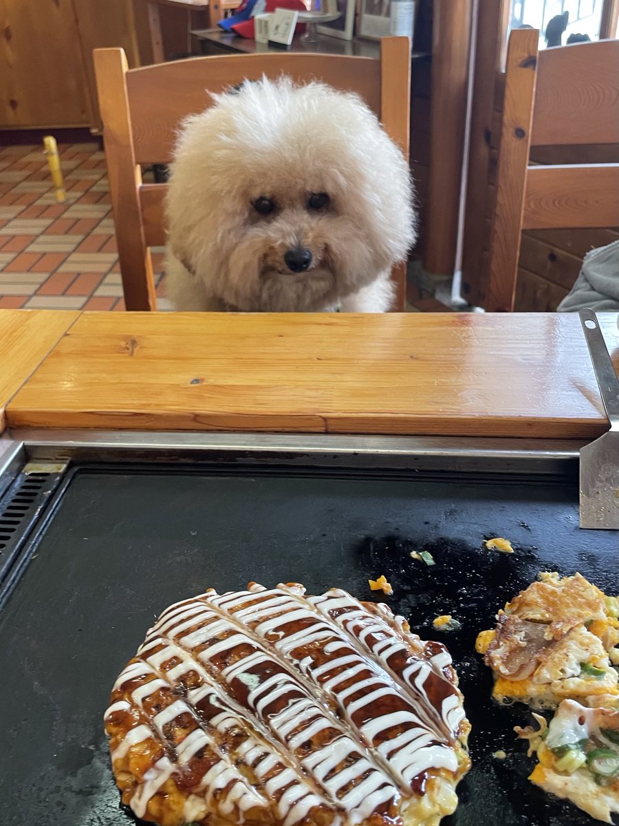 potechi_yade's tweet image. お好み焼き食べにきた