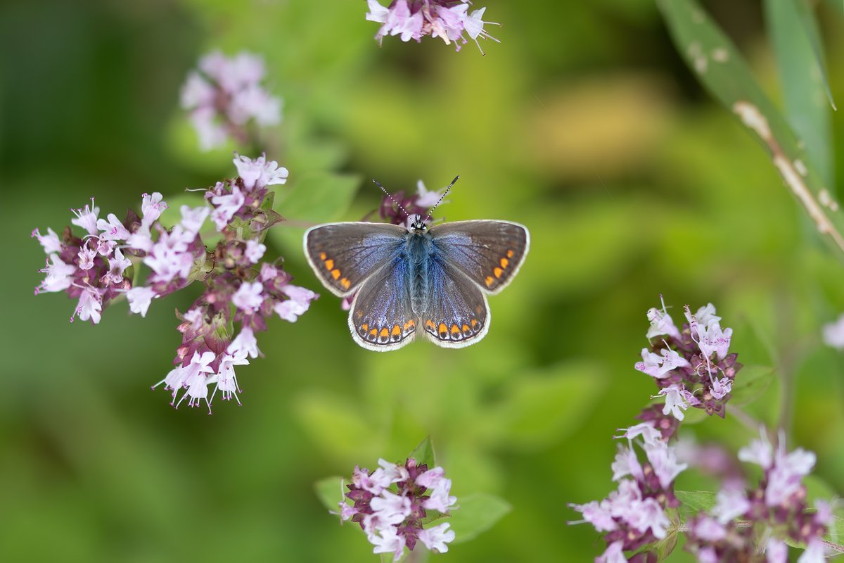 dave_b_james's tweet image. Sometimes you can be lucky enough to find a female Common Blue that is an absolute jewel! Such as this one, which was at Old Sulehay a few days ago.