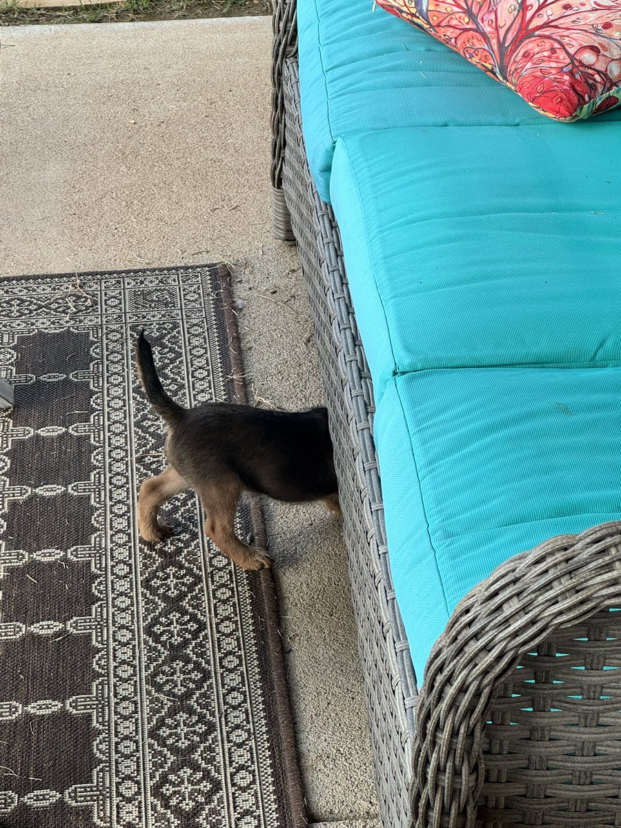 A Border Terrier’s natural instinct is to tunnel and seek prey.