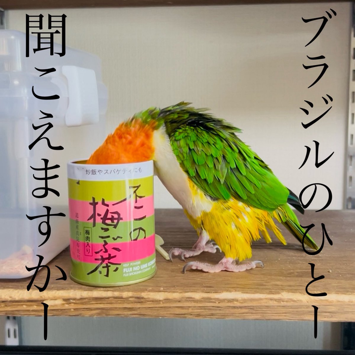 buncho_honey's tweet image. サバンナ八木みたいな
橙の男。
#シロハラインコ
