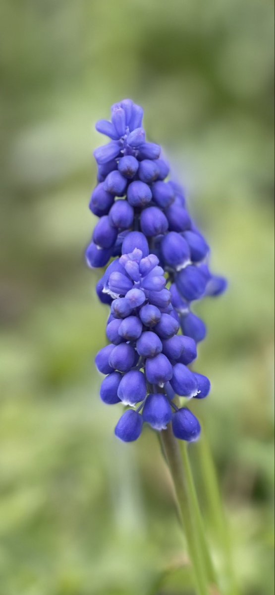 Protonaandy's tweet image. The little things in life
Bright and beautiful
The small moments
In the large world of time
Significant and beautiful….
Enjoy all as „ you only live once „
Be spiritual , be creative like violet…
#theme_pic_world_flowers
#Flowers #violet #time #moments #life #vss365