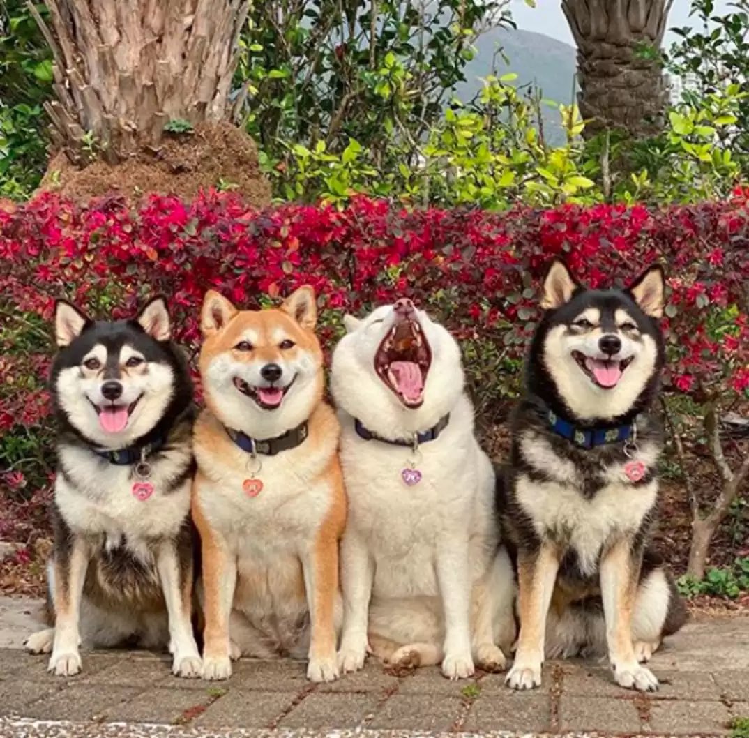 jesse_0466's tweet image. $Hina is the youngest of four dogs but never acts like it.
($Hina is the white dog)
When her mom lines them up for a family photo, Hina’s always the one yawning, pulling a face, or doing her own thing and the public loves it.
“She doesn’t do it on purpose,” her mom says. “She…