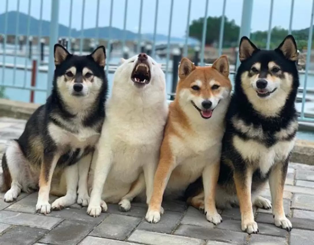 jesse_0466's tweet image. $Hina is the youngest of four dogs but never acts like it.
($Hina is the white dog)
When her mom lines them up for a family photo, Hina’s always the one yawning, pulling a face, or doing her own thing and the public loves it.
“She doesn’t do it on purpose,” her mom says. “She…