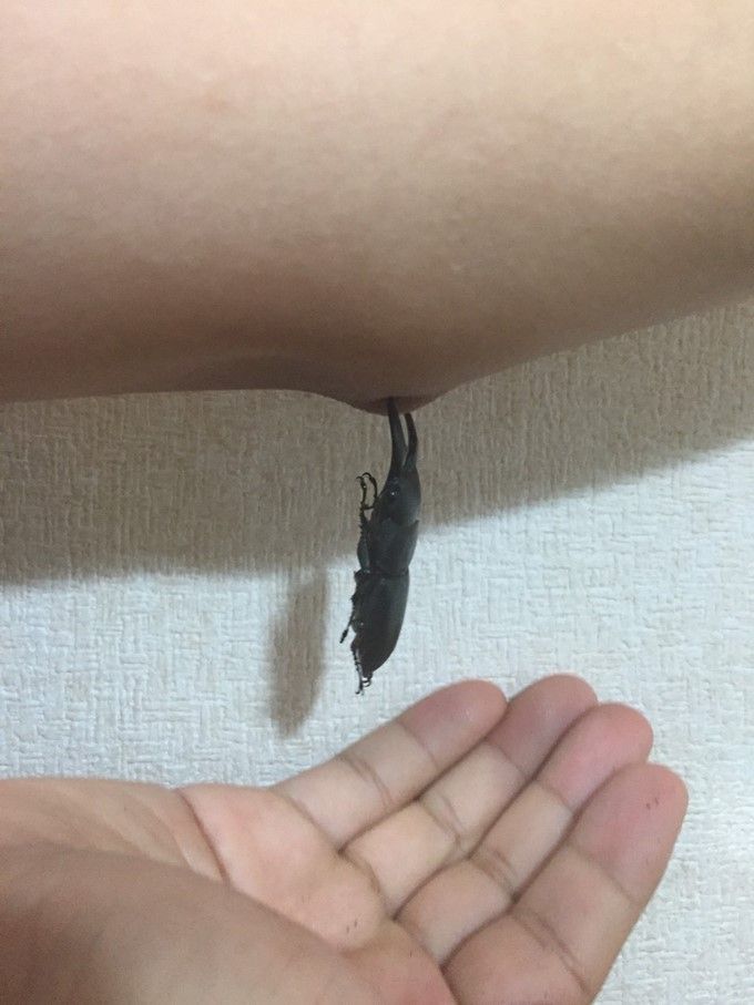 ReijiofLuicifer's tweet image. ねぇ!知ってる~?
肘はつねっても痛みを感じないんだってぇ~
ま~め知識♪ランランラン♪
※いいね自粛中
ムフフフ…♪