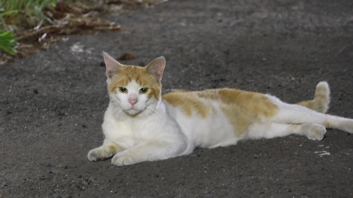 今日は弘大ねぷたの火入れでした。
そんな夜のキャンパスに猫さんが🐈
猫さんも火入れを見に来たのかも？

#弘前大学　#ねぷた