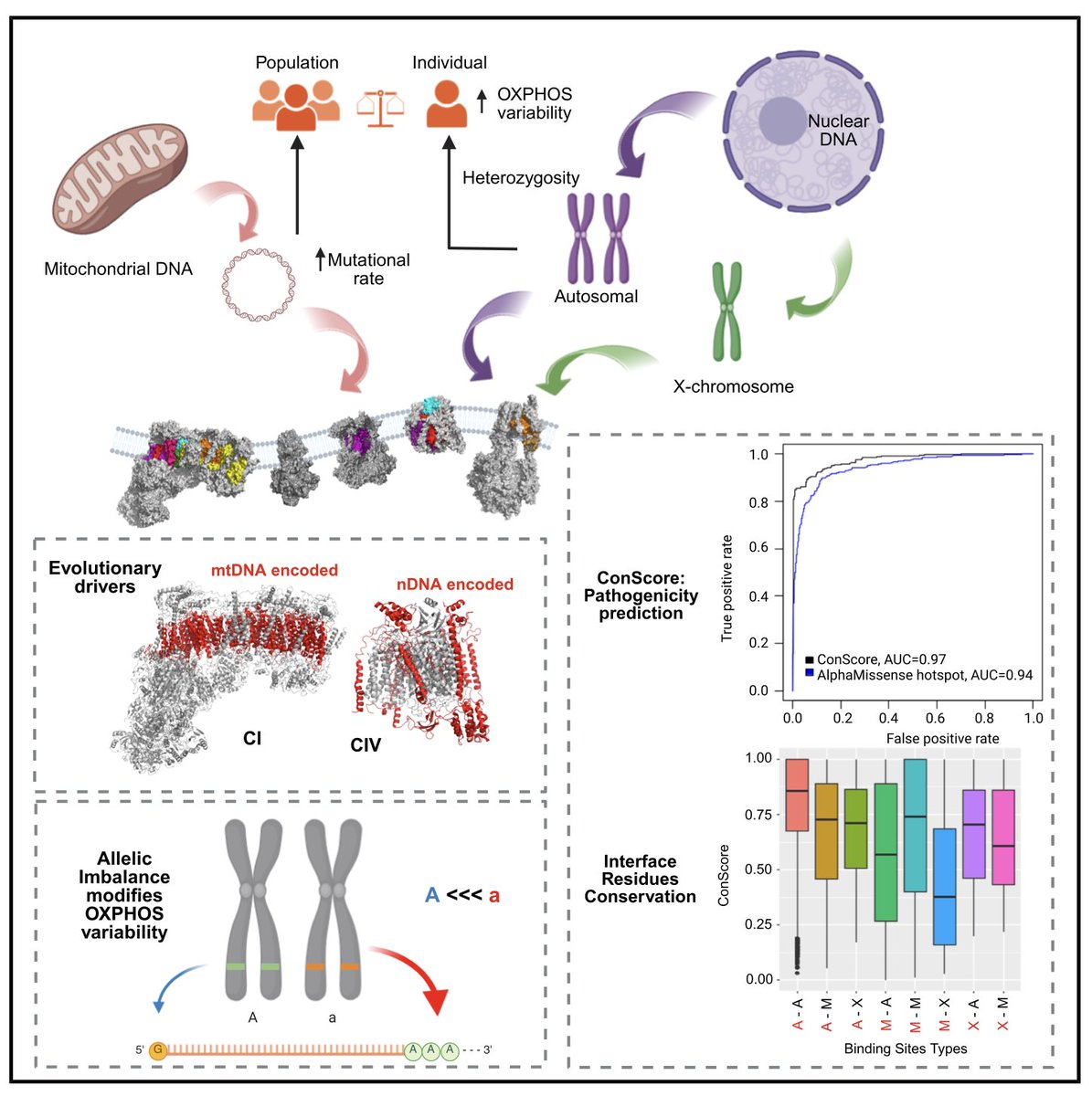 Some of what makes each of us unique is likely to be expressed in mitochondria

Discussion on a new paper here:
mitoworld.org/how-evolution-…

The paper: cell.com/cms/10.1016/j.…

Probing the role of mitochondria as driver of psychobiological differences in humans: