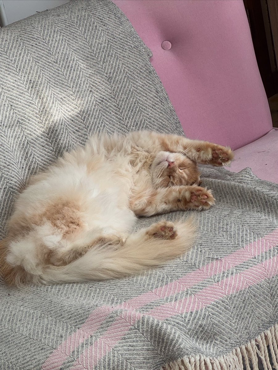 New studio Assistant.. currently having a Power Nap!                

#catlovers #cats #catlove #catoftheday #catloversclub  #petportraitartist