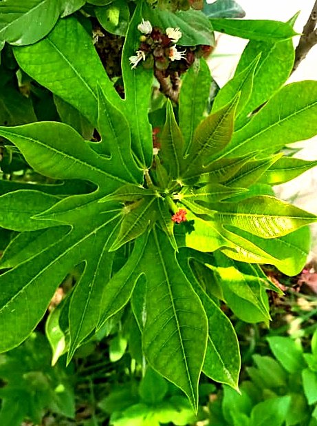 تمہارے آنگن میں پھول مہکیں
کبھی نہ موسم زرد دیکھو