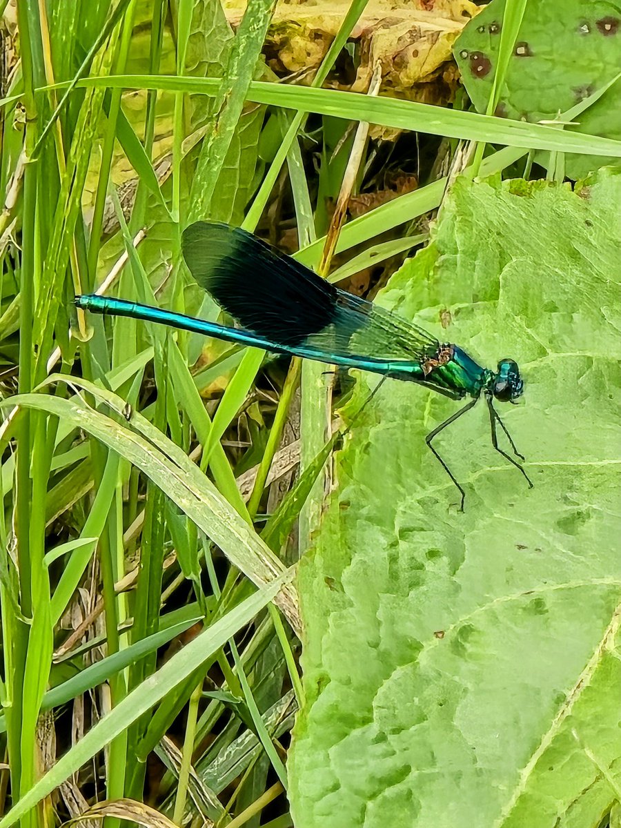 LawnMasterNotts's tweet image. Day 1120 of #IansDailyPhotoChallenge and a very tricky subject to get a photo of, but well worth the wait as I got this banded demoiselle today
#365DaysWild @Nottswildlife @WildlifeTrusts