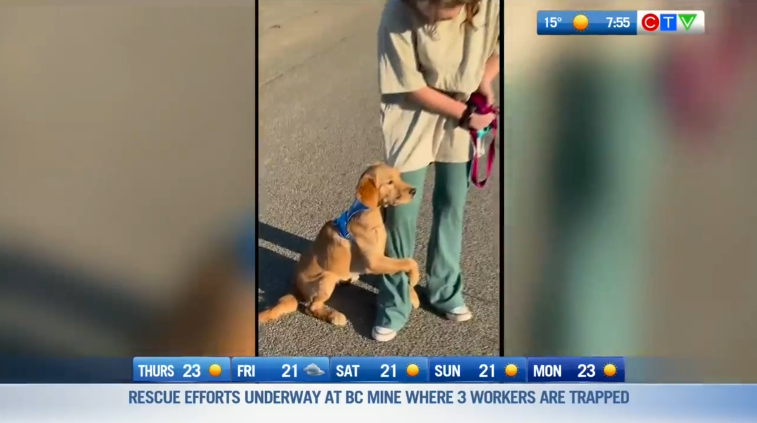 CTVMorningLive's tweet image. This pup clearly wasn't paw-pared! 😰🐾 This is your Morning Smile!
ctvnews.ca/vancouver/vide…