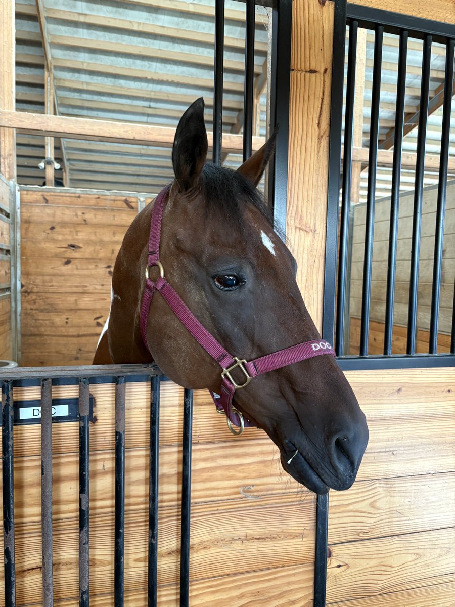 KnowlesGardner's tweet image. My horse has been feeling under the weather, with a fluctuating fever, for about a week now. Bloodwork didn’t give us much answers. Would appreciate your prayers.