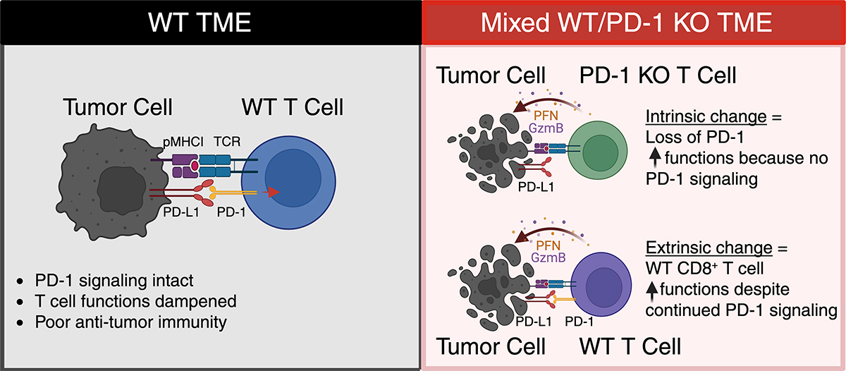 JExpMed's tweet image. Pauken, Markson, Sharpe et al. @harvardmed show that when PD-1–expressing and PD-1 knockout CD8+ T cells are within the same tumor microenvironment, both cell types exhibit similarly enhanced functions. hubs.la/Q03yMS7M0