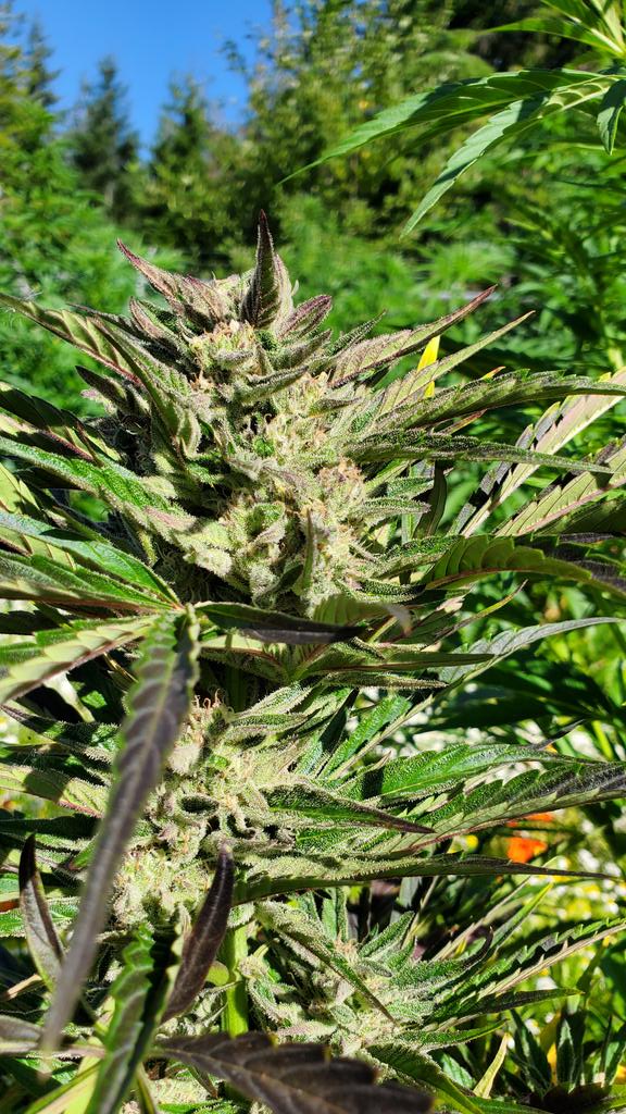 Things be poppin off <a href="/WeatherdIslands/">Weathered Islands Craft Cannabis</a>