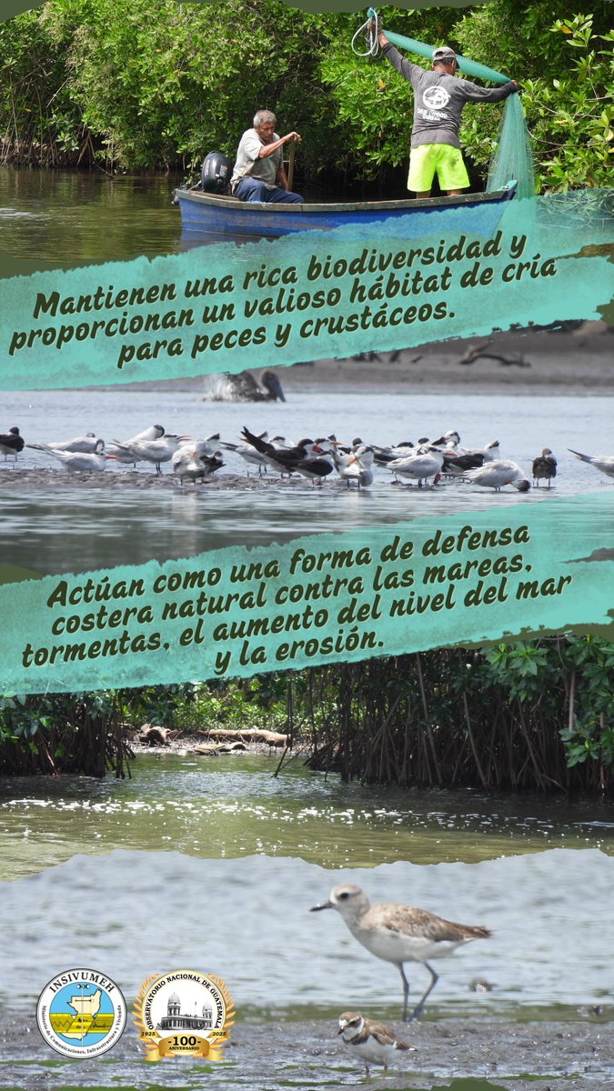 insivumehgt's tweet image. 🌿🌊 Los manglares no solo son belleza natural, son barrera, refugio y vida. Protegerlos es proteger nuestro futuro. 💚
#SomosINSIVUMEH #PasiónPorLaCiencia #ElPuebloDignoEsPrimero #CIV #Manglares #Conservación #EcosistemasVivos