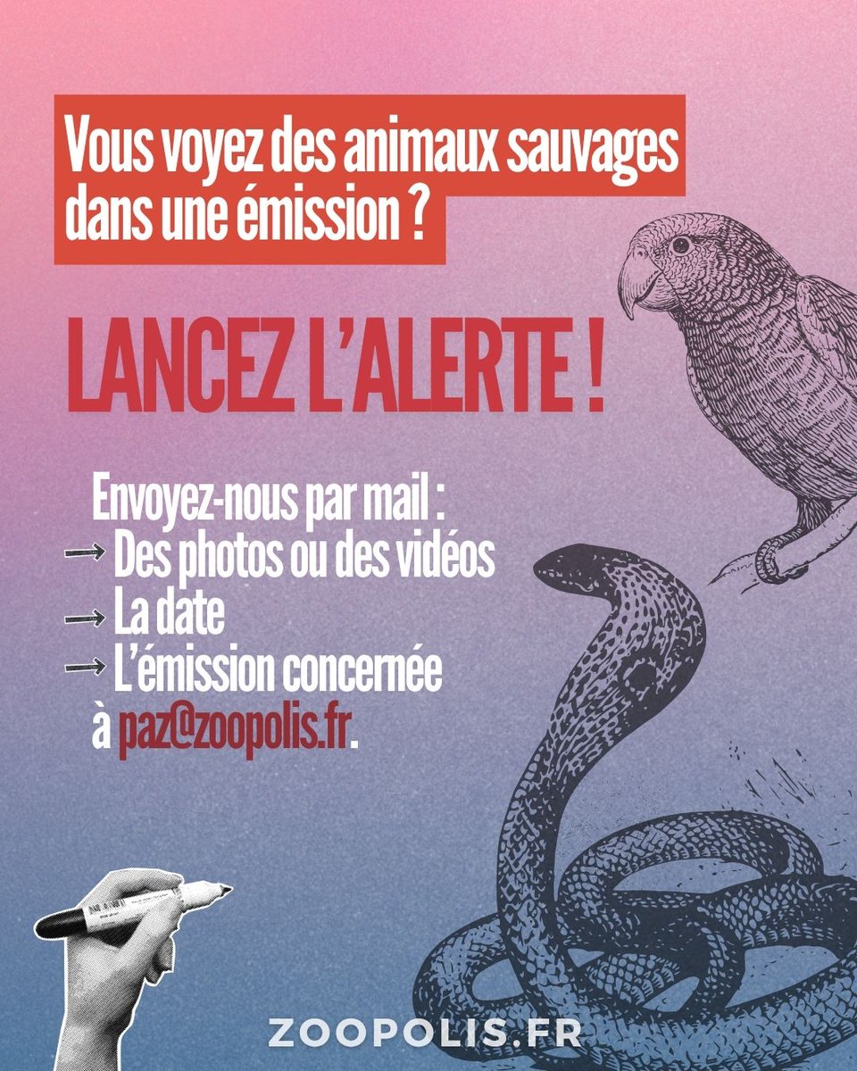 paz_zoopolis's tweet image. 👀Vous voyez des #animauxsauvages dans une émission de TV ? 📩Alertez-nous ! Envoyez-nous des photos ou des vidéos, la date, l’émission concernée à ➡️ paz@zoopolis.fr. #Stopcaptivite
ℹ️zoopolis.fr/agir/lancer-la…