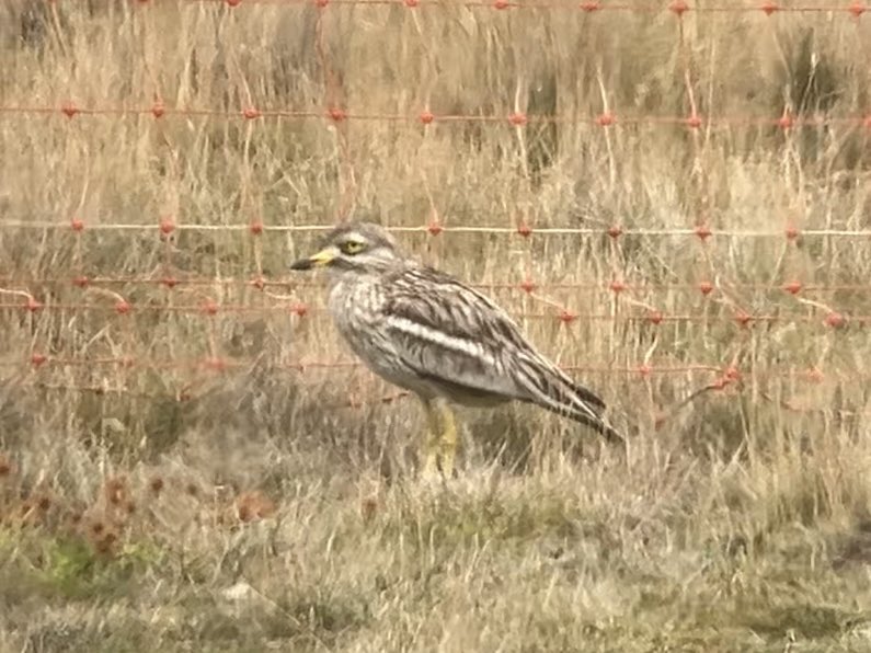 DavidWalsh22's tweet image. A really inspiring day at @RSPBMinsmere yesterday with two young birders from @SuffolkBirdGrp. Roseate Tern, Little Ringed Plover, Garganey, Stone Curlew (pics) plus Little Tern, Spotted Redshank, Wood Sandpiper, Ruff, Bittern, Hobby, Silver-washed Fritillary, White Admiral.