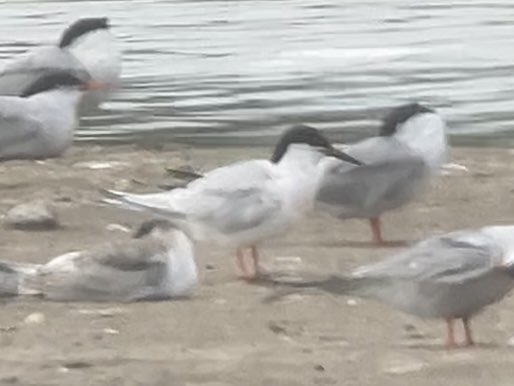 DavidWalsh22's tweet image. A really inspiring day at @RSPBMinsmere yesterday with two young birders from @SuffolkBirdGrp. Roseate Tern, Little Ringed Plover, Garganey, Stone Curlew (pics) plus Little Tern, Spotted Redshank, Wood Sandpiper, Ruff, Bittern, Hobby, Silver-washed Fritillary, White Admiral.