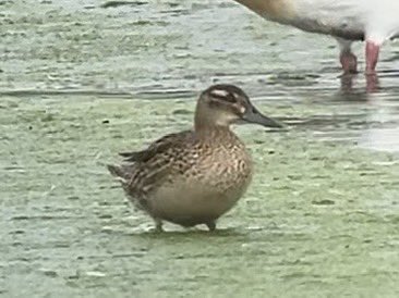 DavidWalsh22's tweet image. A really inspiring day at @RSPBMinsmere yesterday with two young birders from @SuffolkBirdGrp. Roseate Tern, Little Ringed Plover, Garganey, Stone Curlew (pics) plus Little Tern, Spotted Redshank, Wood Sandpiper, Ruff, Bittern, Hobby, Silver-washed Fritillary, White Admiral.