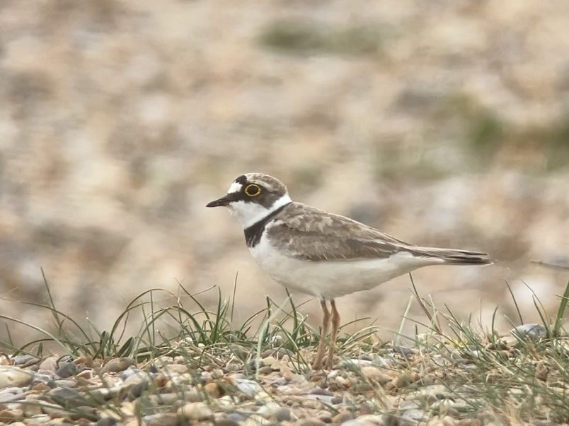 DavidWalsh22's tweet image. A really inspiring day at @RSPBMinsmere yesterday with two young birders from @SuffolkBirdGrp. Roseate Tern, Little Ringed Plover, Garganey, Stone Curlew (pics) plus Little Tern, Spotted Redshank, Wood Sandpiper, Ruff, Bittern, Hobby, Silver-washed Fritillary, White Admiral.