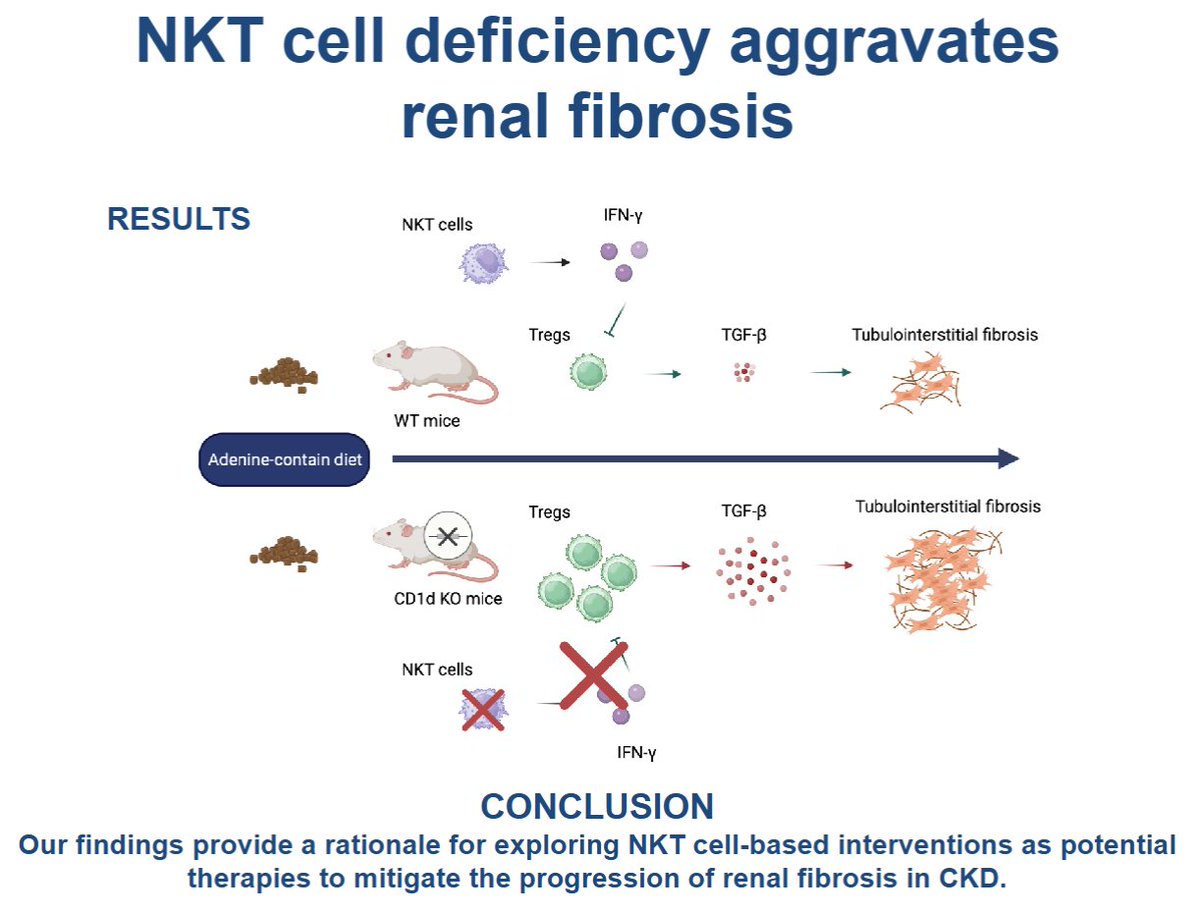 AJPCellPhys's tweet image. There&apos;s some #fibrosis info in this #ArticleinPress from Showa Medical University, NKT cell deficiency exacerbates adenine-induced renal fibrosis through enhanced Treg infiltration and TGF-β expression (Yoshihiro Kuno et al.):

ow.ly/ObXE50WtW1p