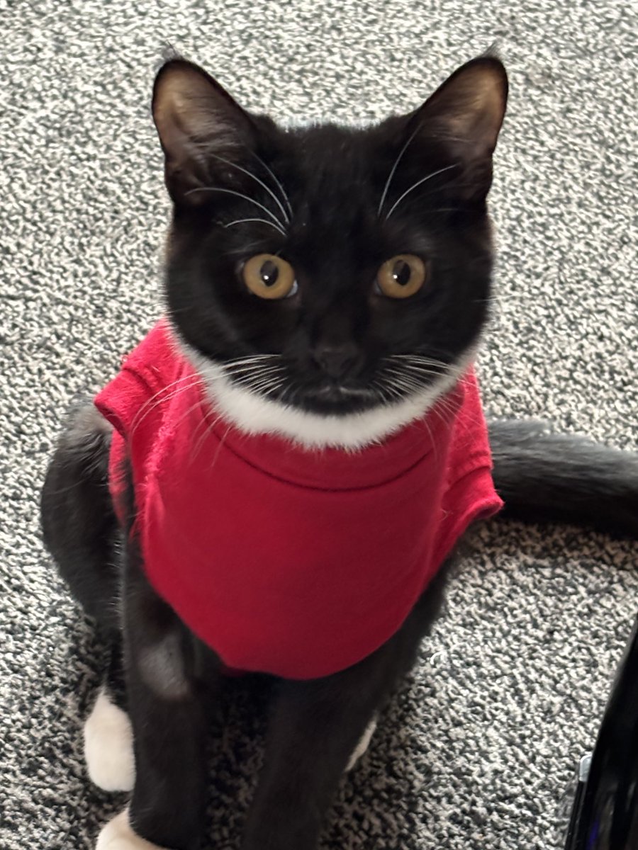 #Hedgewatch  My Nan Nan says I look like a sweet and innocent little Choir Kitten on their way to church. 😹😹🐈‍⬛🐾🐾🐦‍⬛