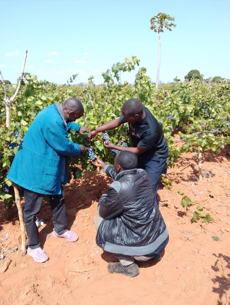 UwaseYves3's tweet image. To successfully farm grapes, focus on proper site selection, soil preparation, planting, pruning, and pest management. Choose a sunny location with well-drained soil, and ensure adequate spacing between vines for air circulation. Regular pruning is essential for fruit production.