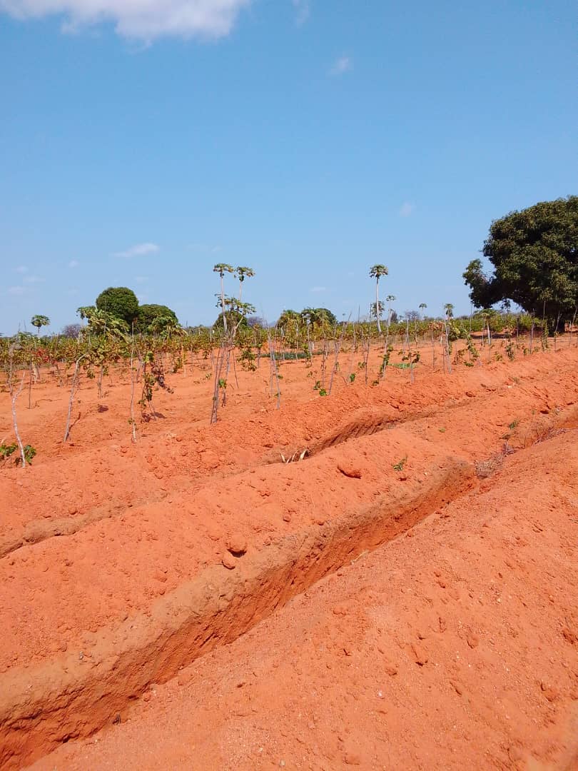 UwaseYves3's tweet image. To successfully farm grapes, focus on proper site selection, soil preparation, planting, pruning, and pest management. Choose a sunny location with well-drained soil, and ensure adequate spacing between vines for air circulation. Regular pruning is essential for fruit production.