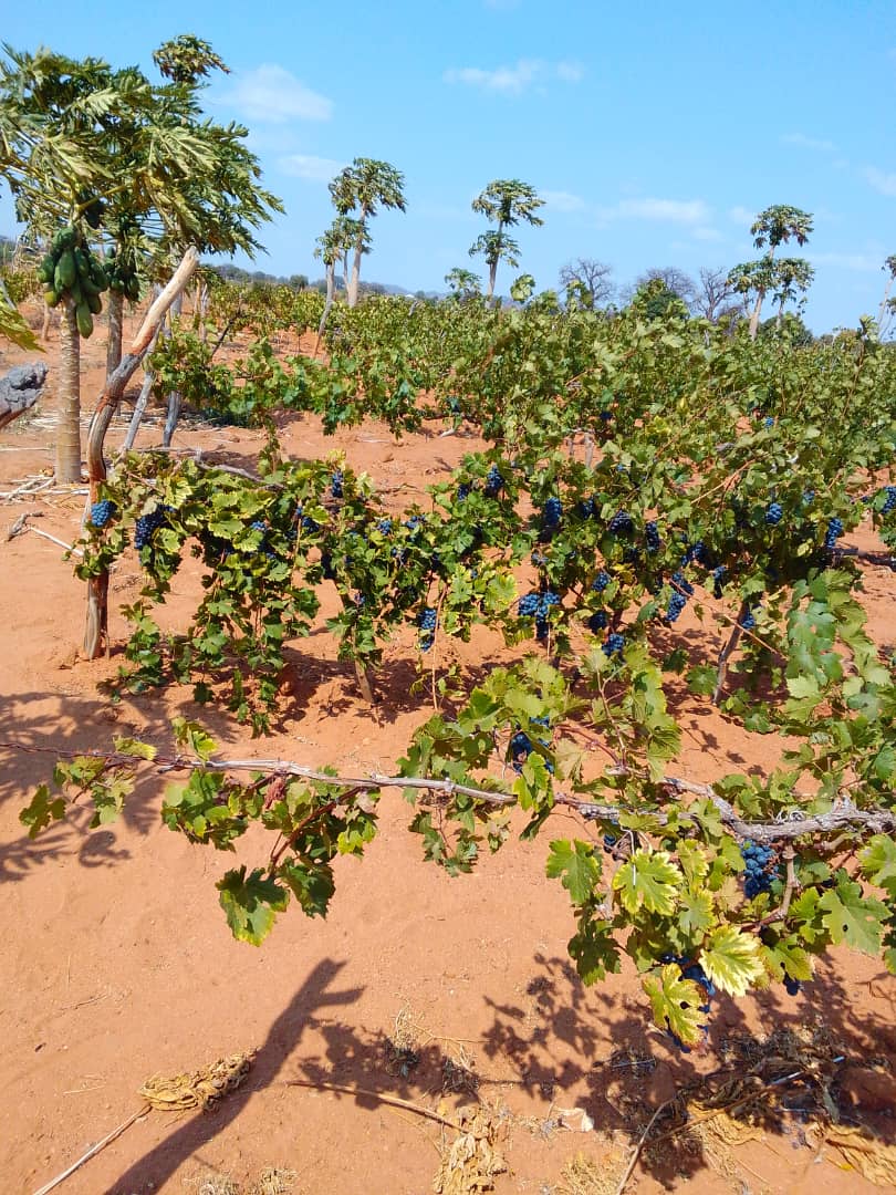 UwaseYves3's tweet image. To successfully farm grapes, focus on proper site selection, soil preparation, planting, pruning, and pest management. Choose a sunny location with well-drained soil, and ensure adequate spacing between vines for air circulation. Regular pruning is essential for fruit production.