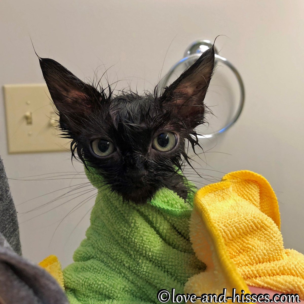 RobynAnderson's tweet image. Throw Back Thursday: 7 (!!!!) years ago we had a litter we named after towns of Maine and called (amazingly enough) the Mainers. This is the kitten we named Kennebunk and nearly immediately nicknamed Moop because if that face isn't the Moopiest face ever, I don't know what is.