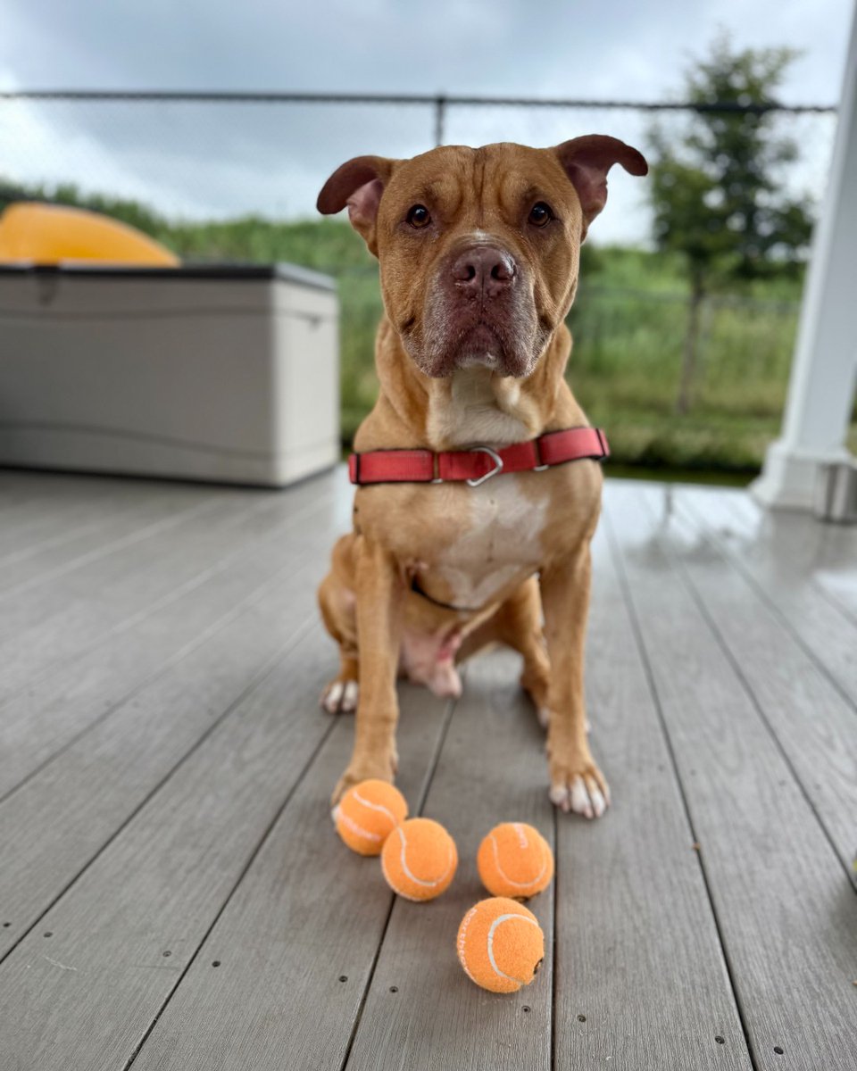 YourSPCA's tweet image. No winner this week means the prize just got bigger!
Fetch some fun & help animals in need with the SPCA's Tennis Ball Toss, presented by @NorthtownAuto. Buy your tennis balls for a shot at next week’s $200 cash prize.
Get yours now at YourSPCA.org/tbt25.