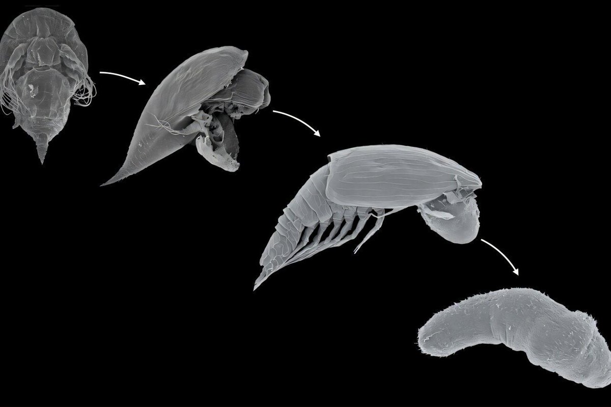 FutureFactual's tweet image. 🔍 Read: Did you know that some of the barnacles that attach to other animals are not just hitching a ride—they actually hijack their host?
phys.org/news/2025-07-c…