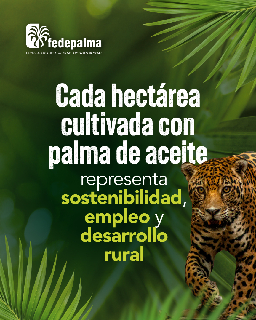 FedepalmaOrg's tweet image. Cada hectárea cultivada con palma de aceite en Colombia es sinónimo de sostenibilidad, empleo digno y desarrollo para el campo. 🌱🌾 #PalmaSostenible #OrgulloPalmero
