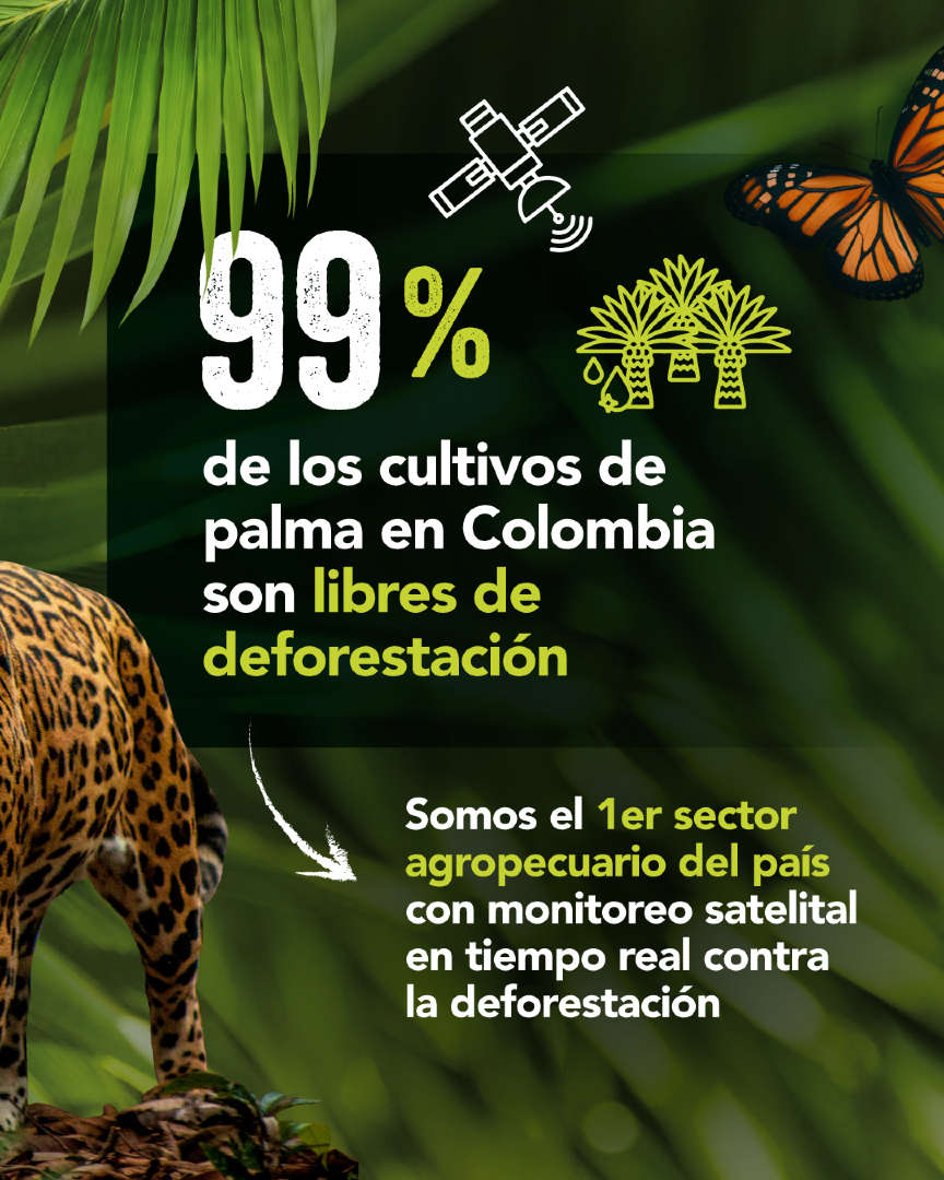 FedepalmaOrg's tweet image. Cada hectárea cultivada con palma de aceite en Colombia es sinónimo de sostenibilidad, empleo digno y desarrollo para el campo. 🌱🌾 #PalmaSostenible #OrgulloPalmero