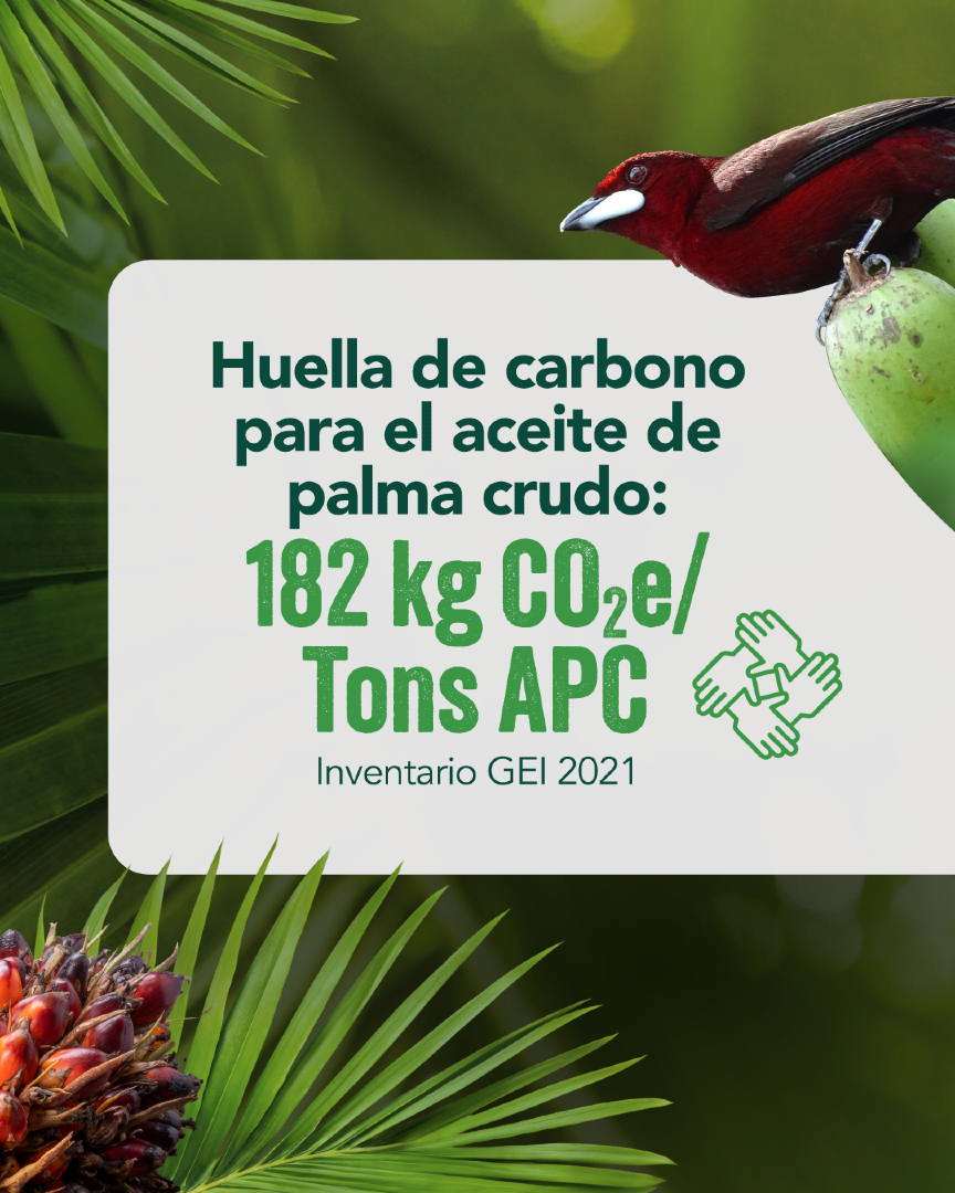 FedepalmaOrg's tweet image. Cada hectárea cultivada con palma de aceite en Colombia es sinónimo de sostenibilidad, empleo digno y desarrollo para el campo. 🌱🌾 #PalmaSostenible #OrgulloPalmero
