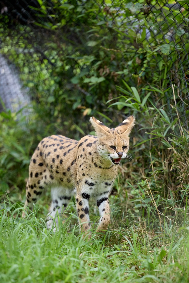 kazz256's tweet image. 36℃になる日がずっと続く🌞

#サーバル #Serval
#多摩動物公園