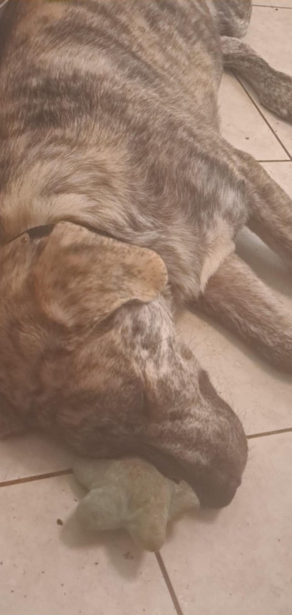 NatCy891's tweet image. After 2 massive bowls of liver I'd be in a food coma too
#dogs