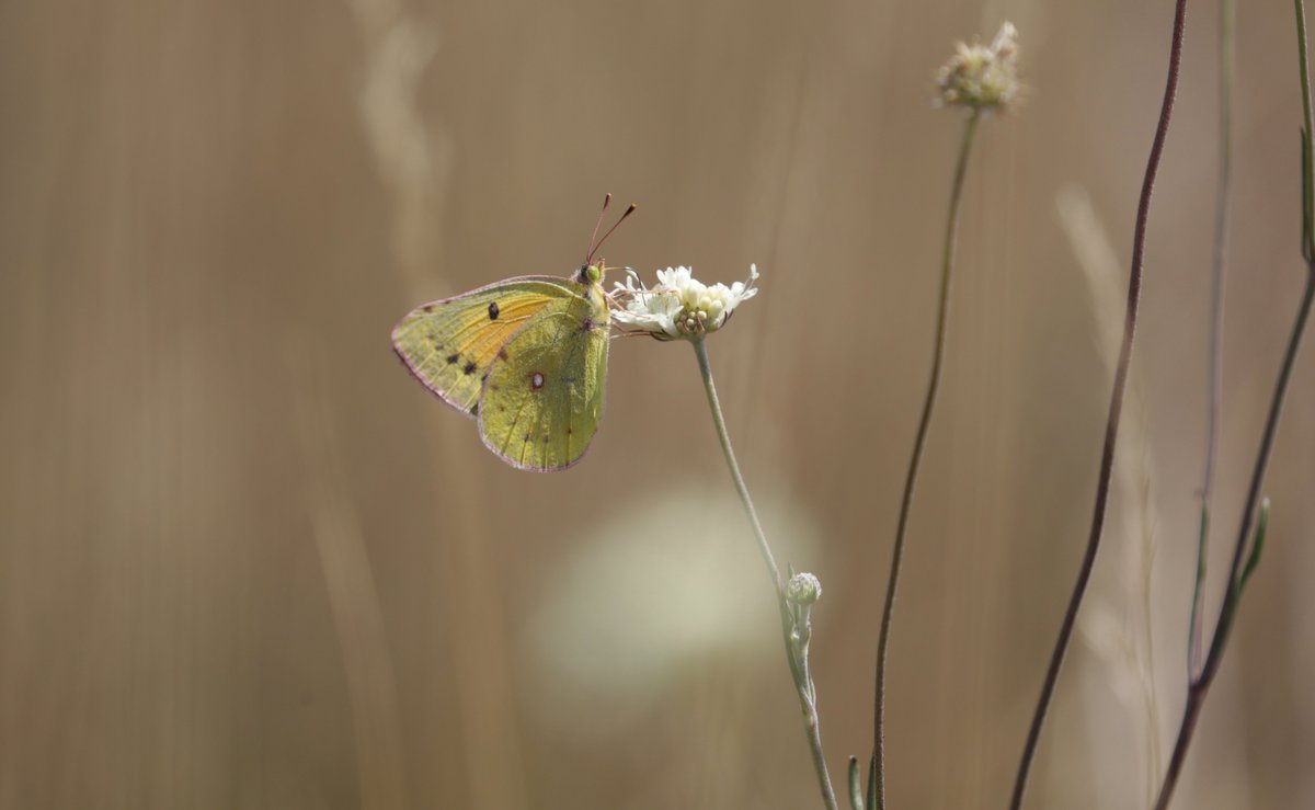 Mariposa_Nature's tweet photo. Another postcard from the field today, courtesy of guest Caroline K - thanks, Caroline!

Today's two superb stars, Dusky Large Blue and Lesser Clouded Yellow. https://t.co/26PPQr3T7x