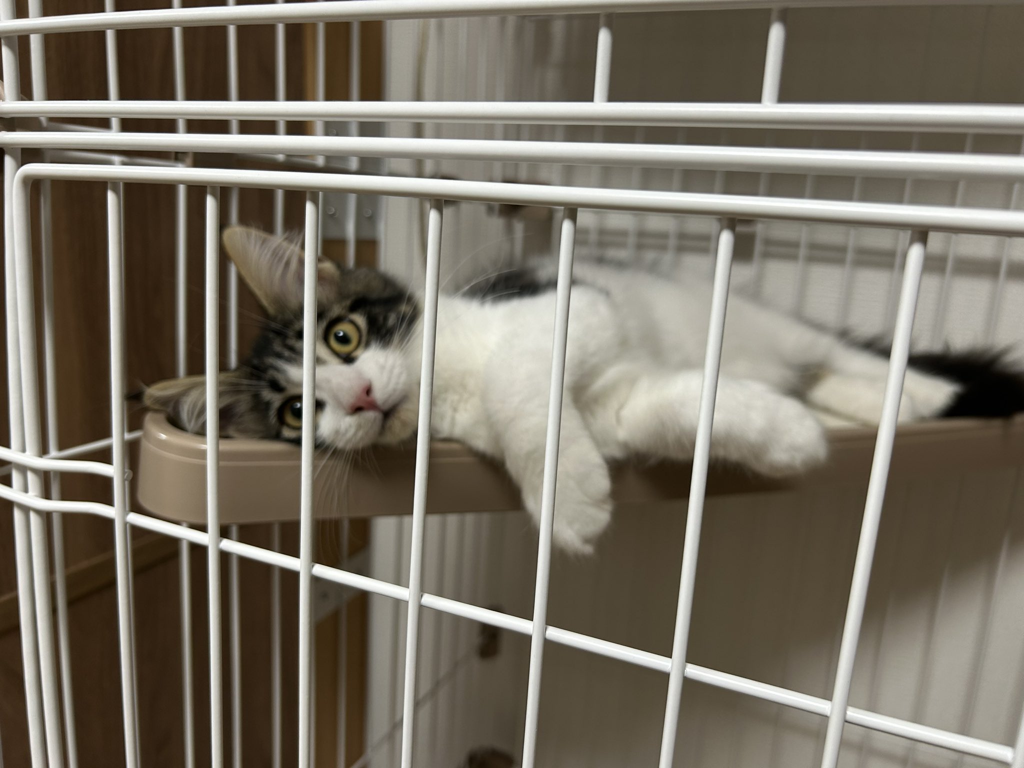 猫を愛でる近代 41MLSJ2cmnL._AC_SY200_QL15_.jpg