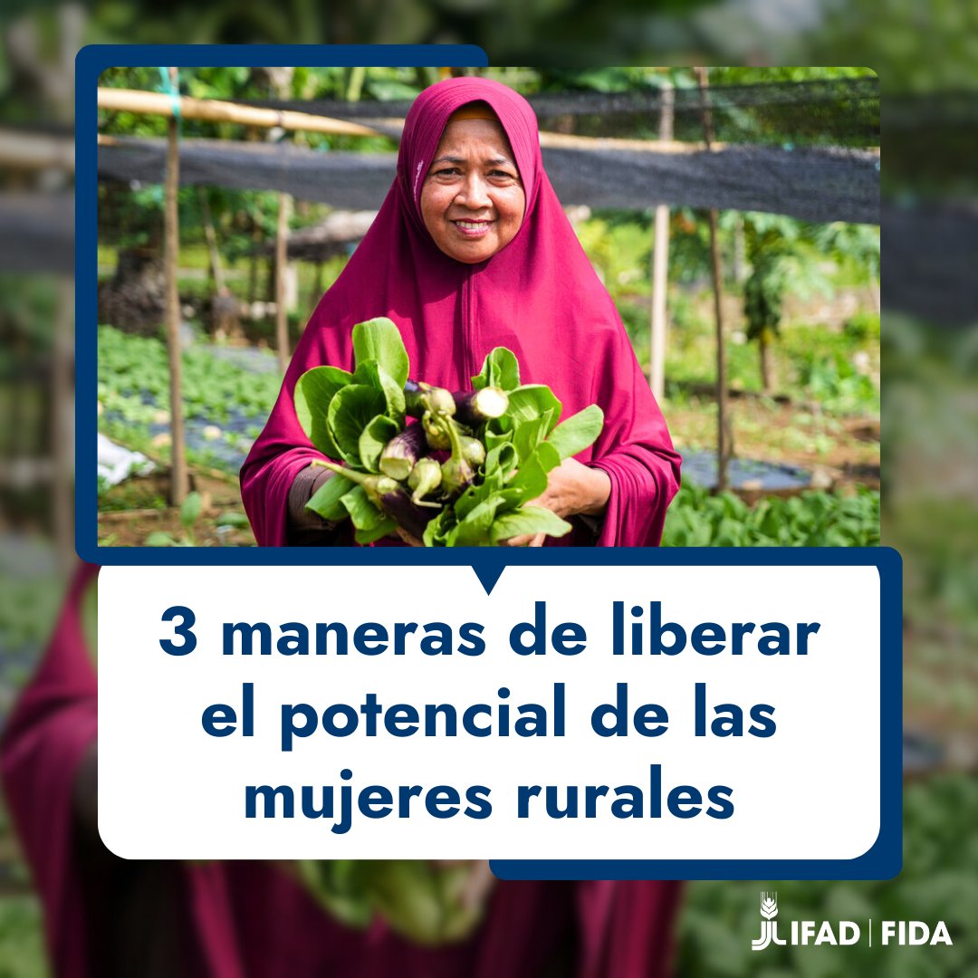 IFADespanol's tweet image. Las #mujeresrurales producen gran parte de los alimentos del mundo, pero poseen menos de una quinta parte de la tierra. 🌎
Juntos, podemos transformar la vulnerabilidad en oportunidad y la fragilidad en fortaleza.
ow.ly/kp2k50VAGXR
