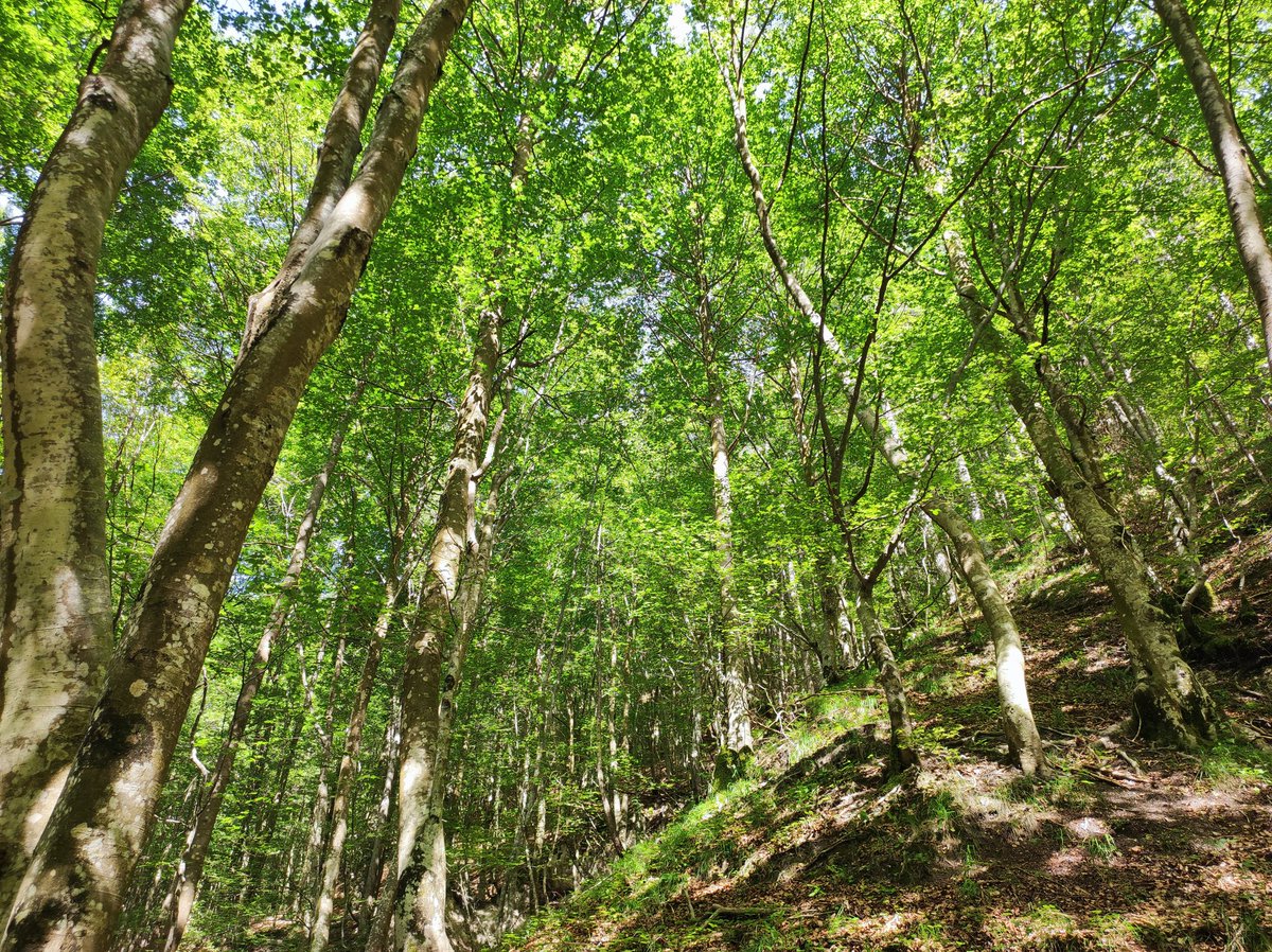 wilhelm_2112's tweet image. Faggeta appenninica. 
La bellezza della natura.