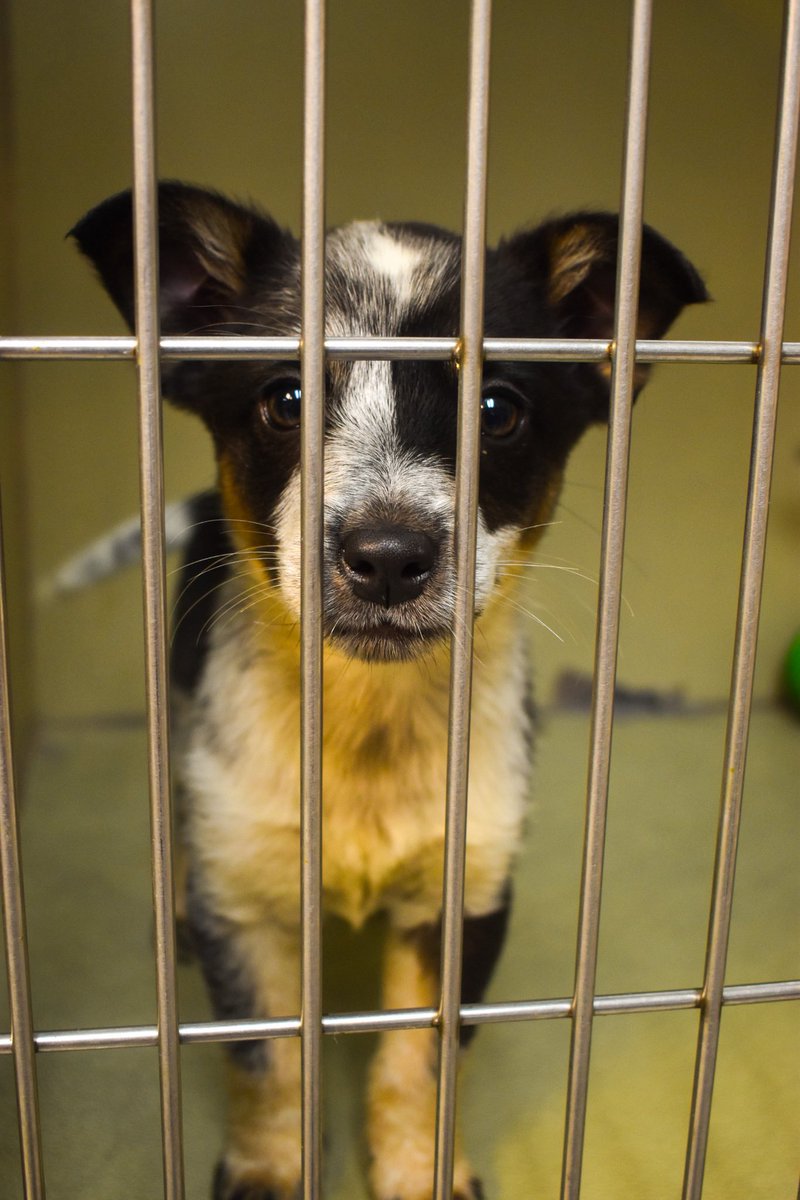 TNTechFootball's tweet image. Tennessee Tech Football takes on Cookeville-Putnam County Animal Shelter!🐶
Thank you for having us! We enjoyed all of the tail wags and play time!💜💛
#AimHigh | #WingsUp