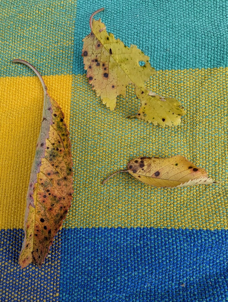 CompuCowBoy's tweet image. Fallen leaves on the summer tablecloth 😔 #Autumn